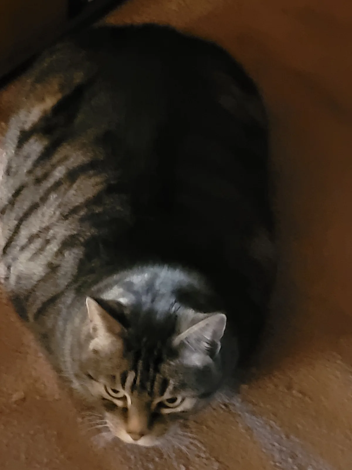 A tabby cat is curled up in a tight ball on a carpeted floor, looking up with a sleepy, unimpressed expression. The overlaid…