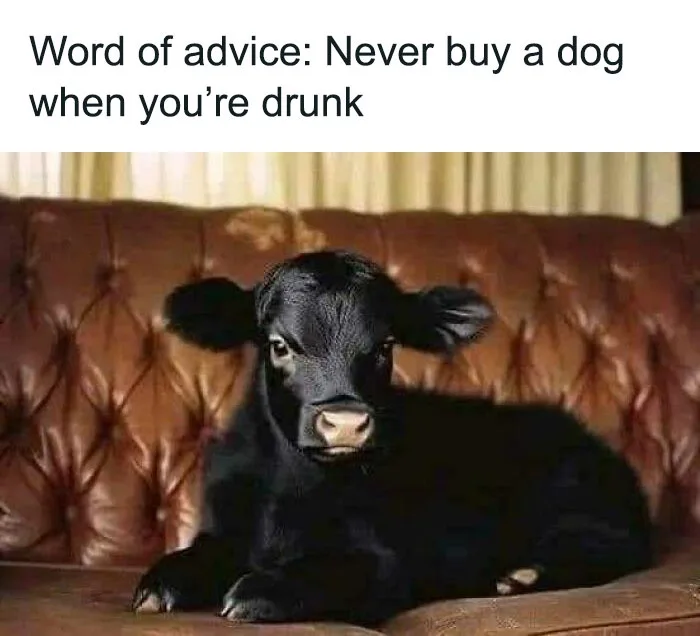 A black calf with large ears is lying on a brown tufted leather couch, looking directly at the camera. The text overlay…