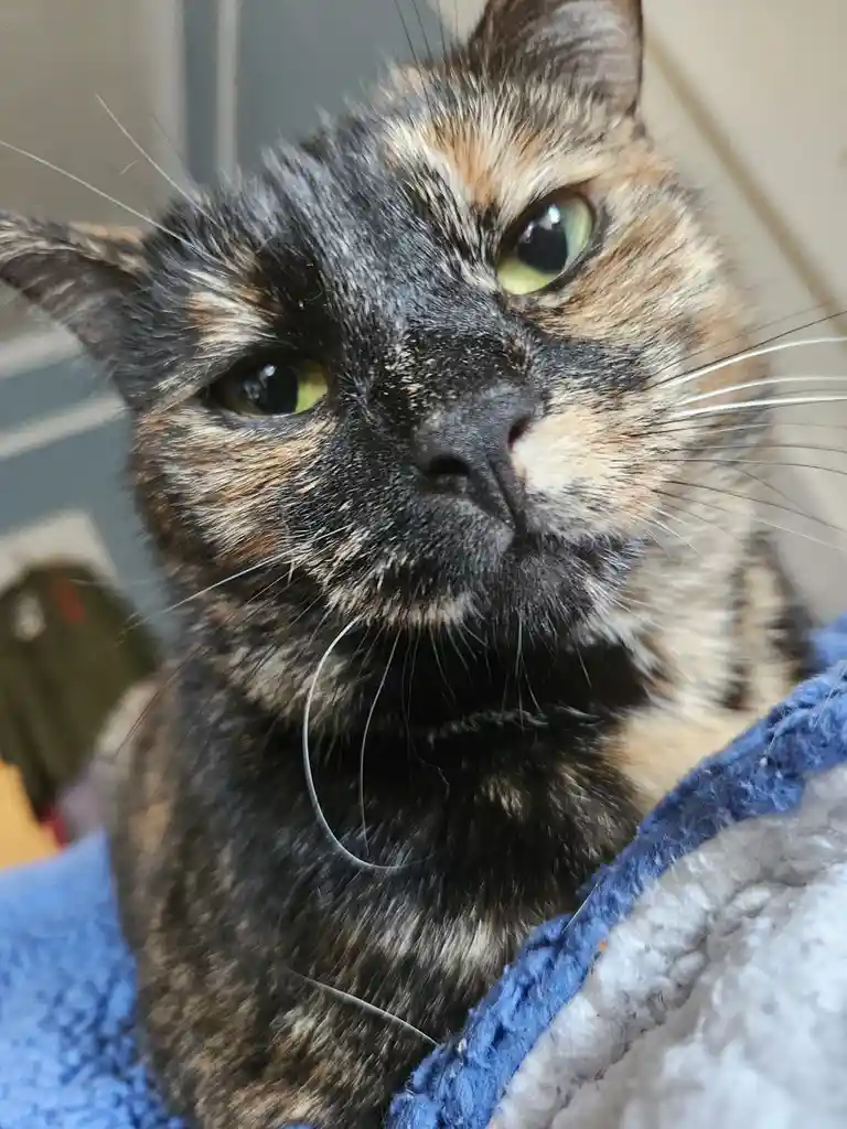 A close-up photo of a tortoiseshell cat with green eyes and a serious, unimpressed expression, resting on a blue and white…