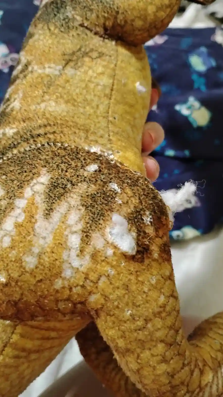 A close-up photo shows a worn, brownish-yellow stuffed animal with visible stuffing poking out and patches of white mold or…
