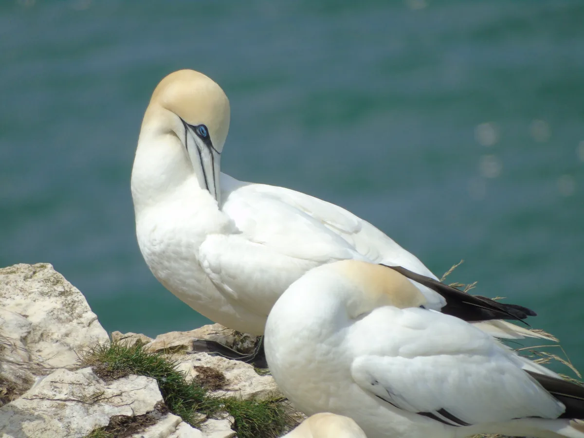 Two white gannets with black-tipped wings and striking blue eyes sit on rocky cliffs beside turquoise water. One bird looks…