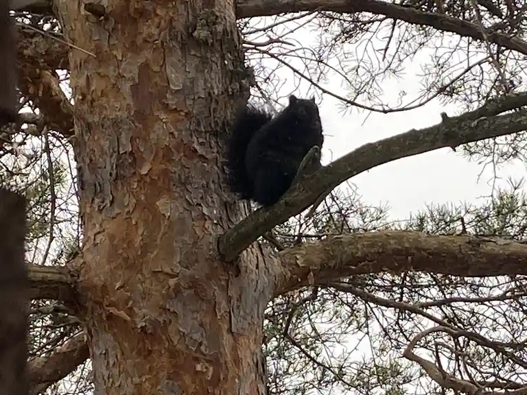 A black squirrel is perched on a thick branch of a tree with rough, peeling bark, surrounded by other branches and sparse…