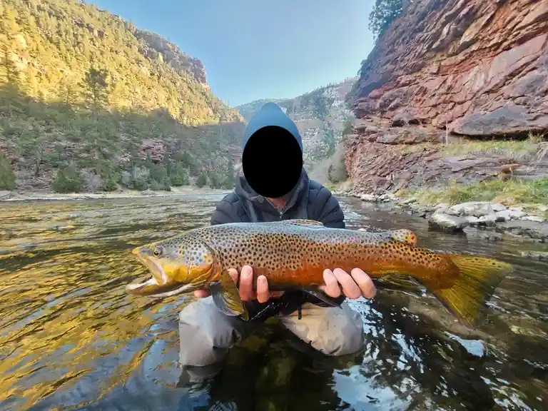 A person wearing a dark hooded jacket and waders stands knee-deep in a river, holding a large brown trout with both hands…