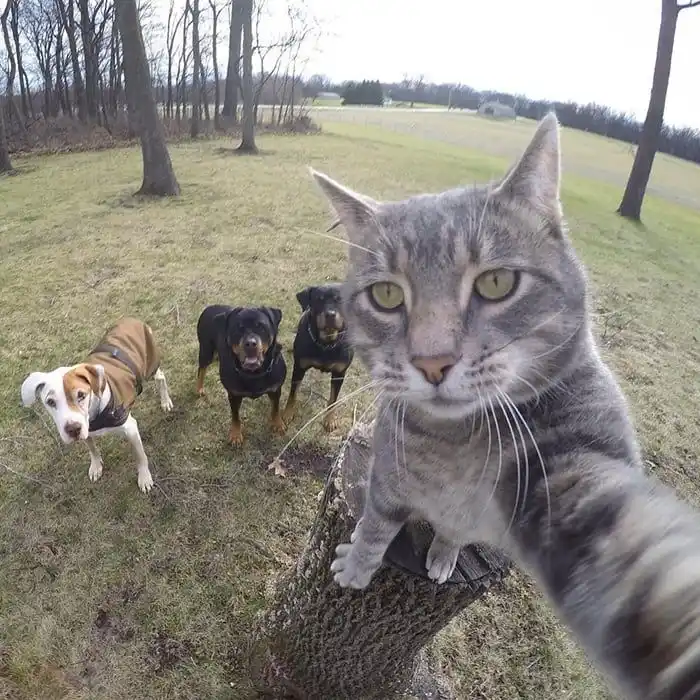 A gray tabby cat perched on a tree stump takes a selfie with a wide-eyed, slightly smug expression, while three dogs — one…