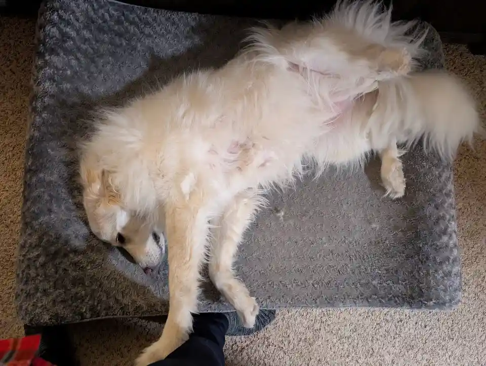 A fluffy, light-colored dog is lying on its back on a gray pet bed, exposing its belly and looking relaxed. Its legs are…