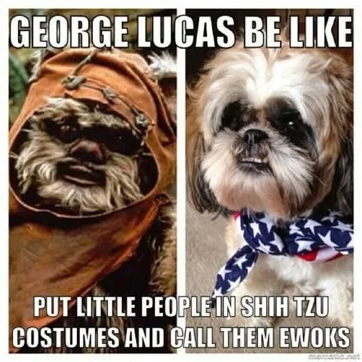 The image is a split-panel meme. The left panel shows a close-up of a furry, brown-hooded Ewok from Star Wars. The right…