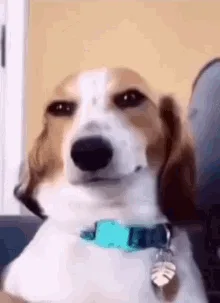 A beagle dog with a turquoise collar and leaf-shaped tag is shown in six sequential frames, its facial expression subtly…