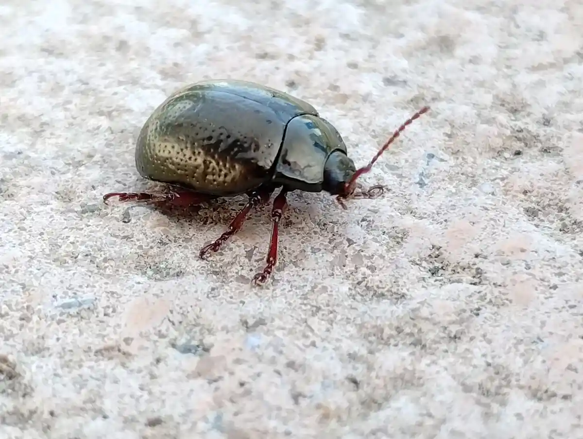 A close-up photo shows a shiny, metallic green beetle with reddish-brown legs and antennae crawling on a speckled light-gray…