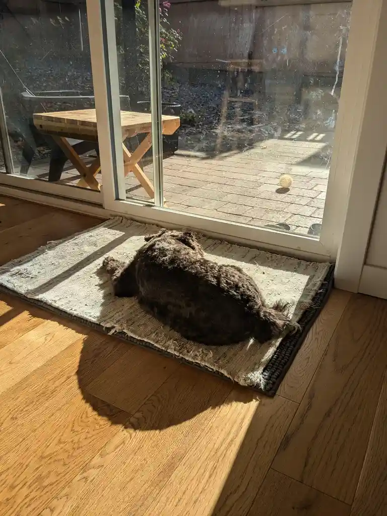 A dark, curly-haired dog lies curled up on a woven rug directly in front of a glass door, basking in a patch of sunlight…