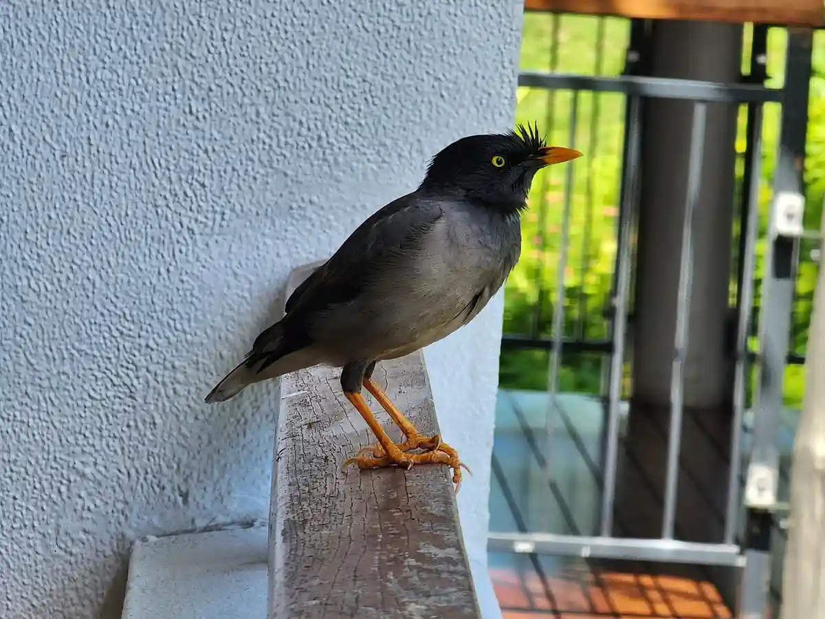 A gray bird with a bright yellow eye and orange beak and legs stands on a weathered wooden railing next to a white textured…