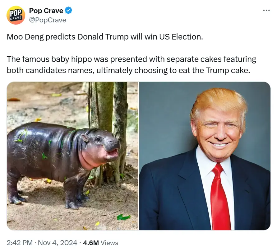 The image displays a split-screen: on the left, a baby hippopotamus named Moo Deng standing in dirt near trees with green…