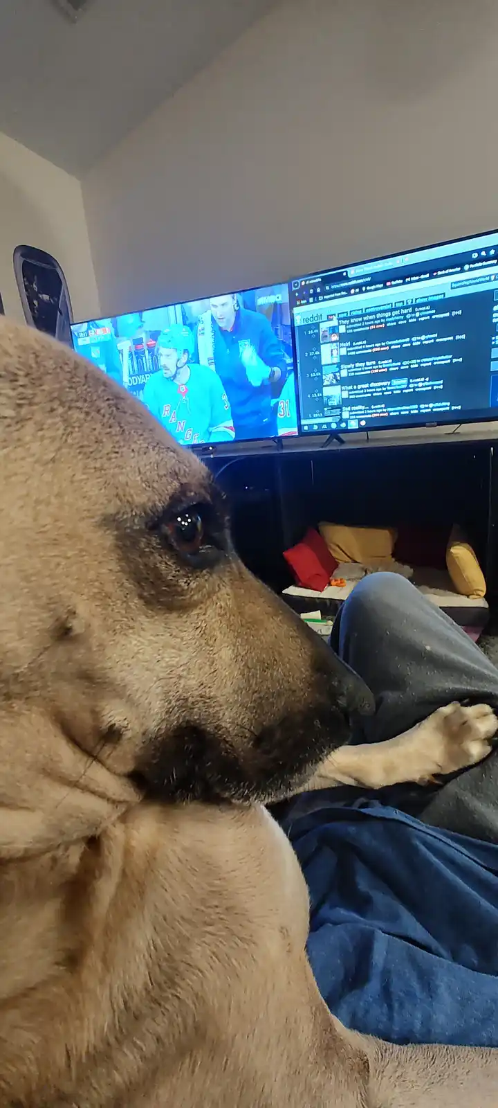 A close-up of a tan dog's face resting on a person's lap, looking intently at a TV screen split into two views: one showing…