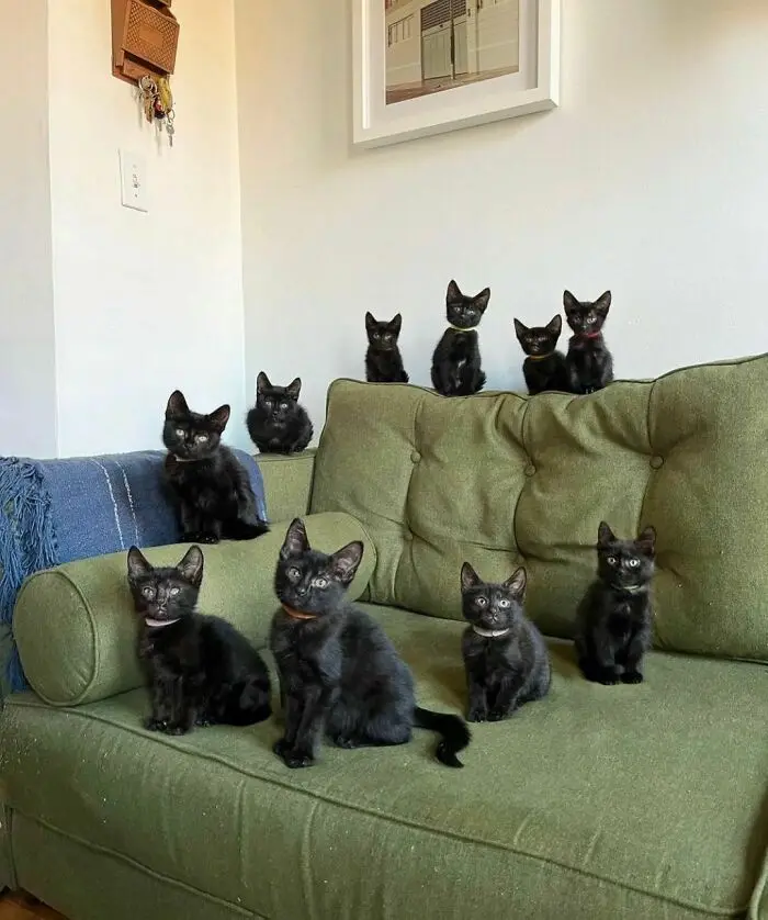 A green couch is filled with numerous small black kittens, all sitting upright and staring forward. Some are on the…