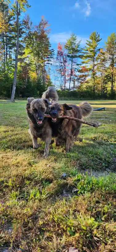 Why Dogs Truly Are the Best Companions