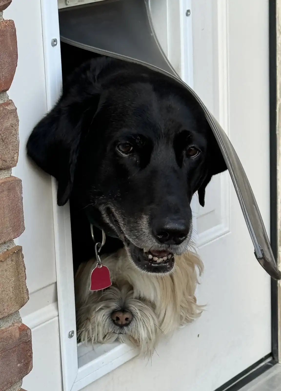 A black dog with a grey muzzle peers out from a pet door, its head and shoulders visible, while a small, fluffy white dog is…