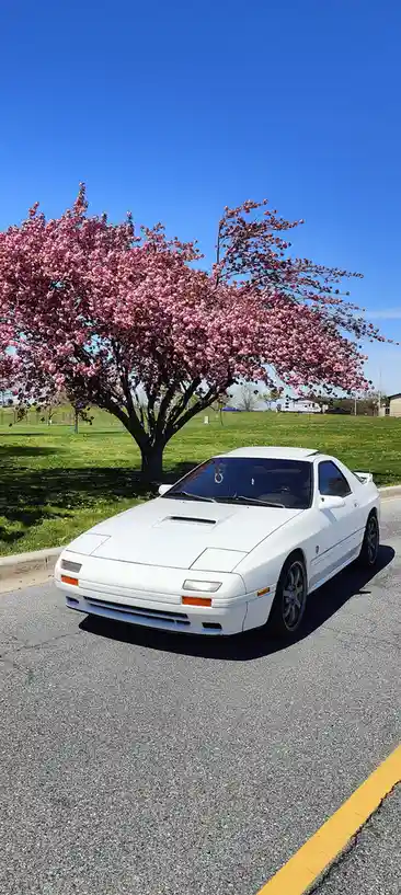 A white 1980s-style sports car is parked on an asphalt road next to a vibrant pink flowering tree under a clear blue sky…