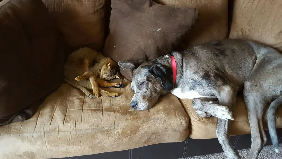 A large grey brindle dog with a red collar and a small brown tabby cat are both sleeping peacefully side by side on a brown…