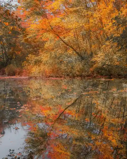 A serene autumn scene shows vibrant orange and red trees reflected in a calm body of water, with fallen leaves floating on…