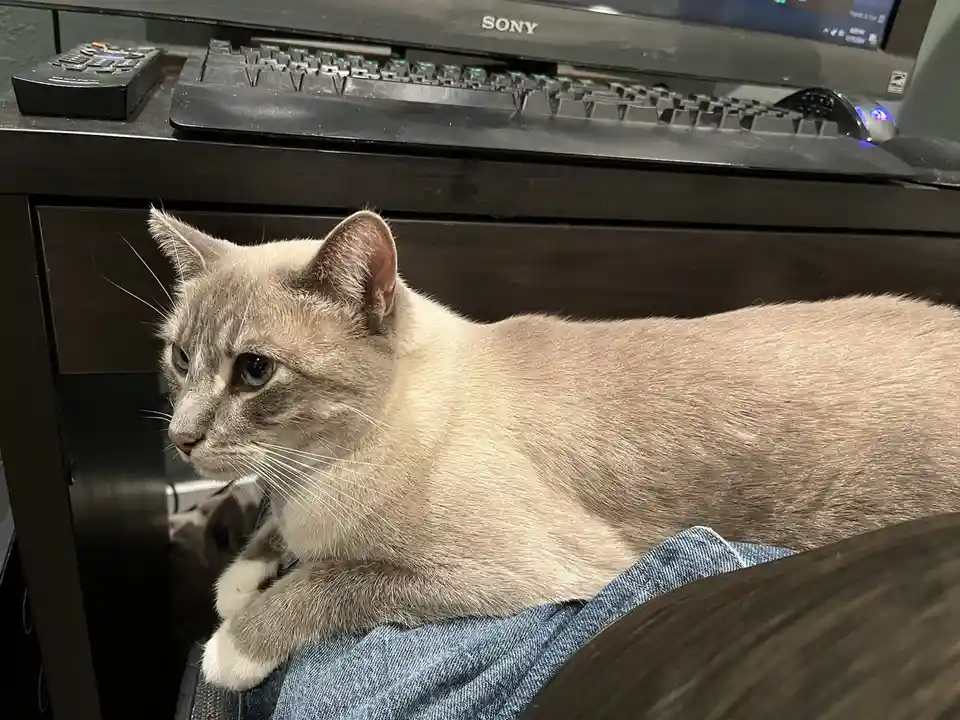 Daily Cat Chronicles: Ivy's Adventures - Day 320