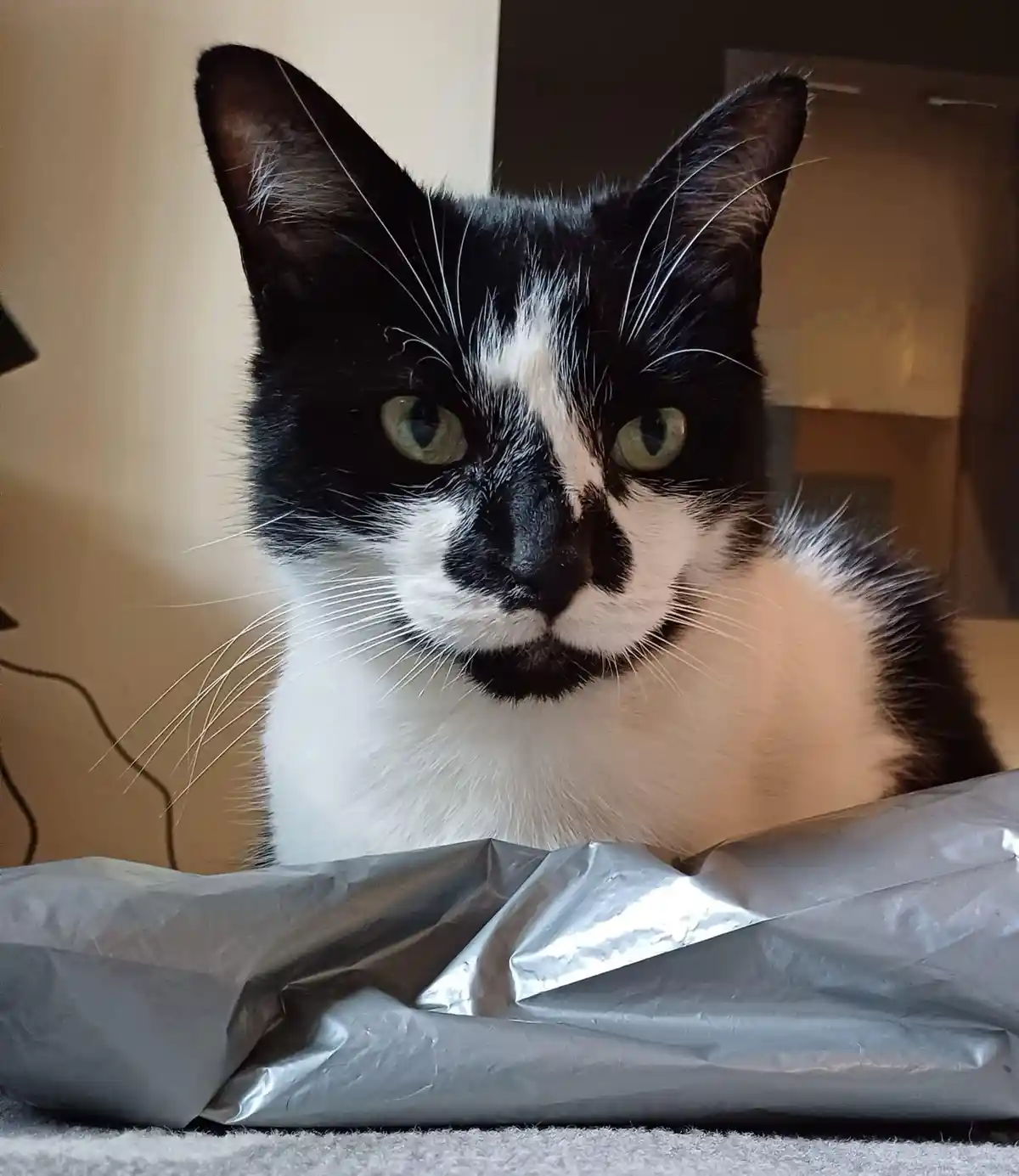 A black and white cat with green eyes stares intently at the camera, positioned behind a crumpled silver foil-wrapped…