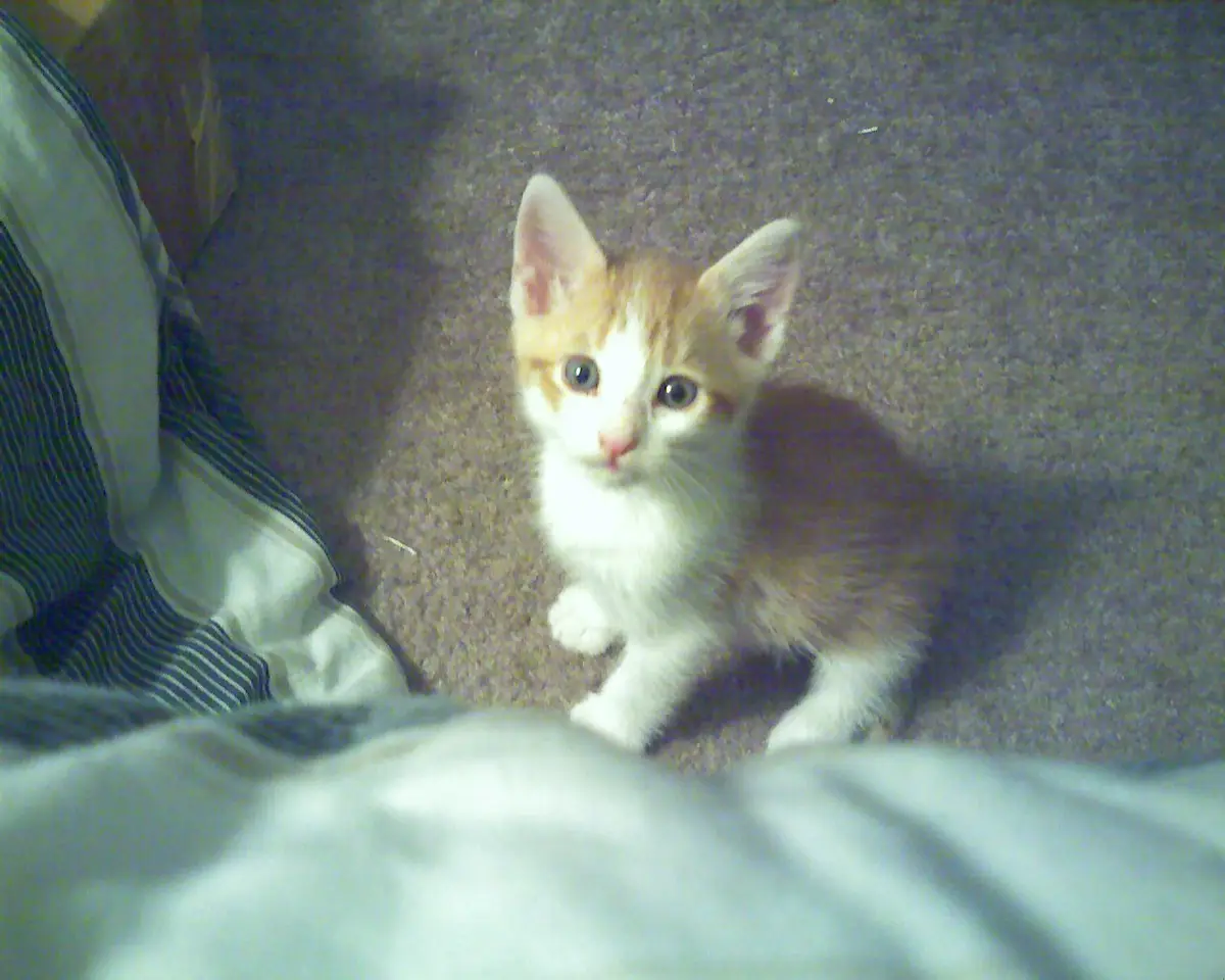 A small orange and white kitten with wide, innocent eyes sits on a carpeted floor, looking directly at the camera. To the…