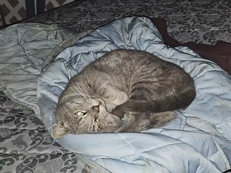 A gray tabby cat is curled up sleeping on a light blue comforter on a bed with a patterned gray and black comforter…