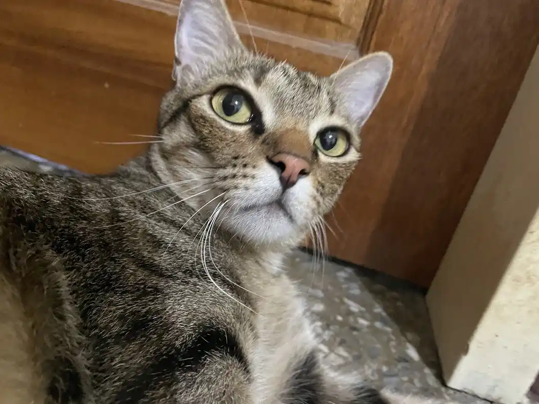 A close-up photo of a tabby cat with wide, green eyes and a slightly tilted head, looking directly at the camera with an…