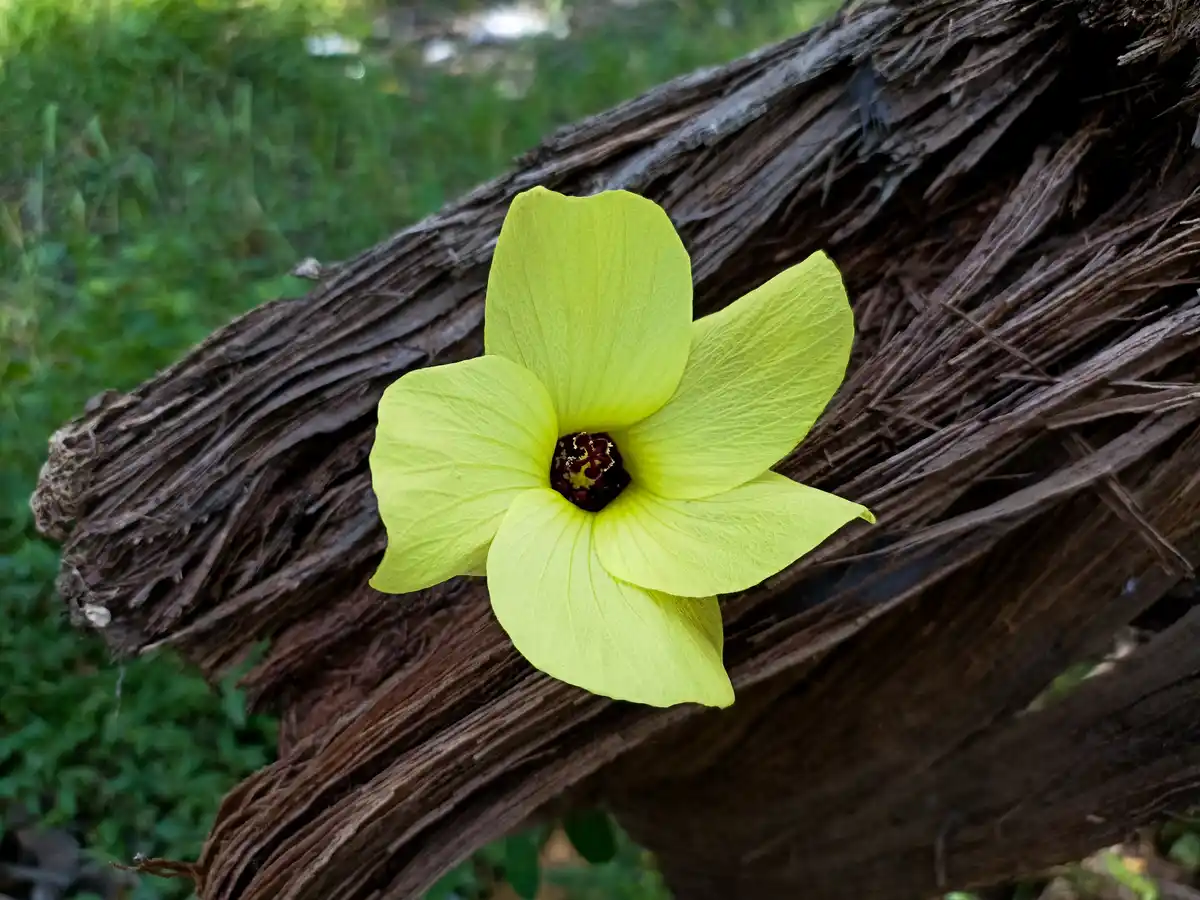 A Glimpse at a Beautiful Flower: Nature's Masterpiece