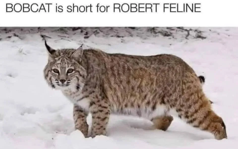 A bobcat stands in a snowy landscape, looking directly at the camera with a serious expression. The image has white text…