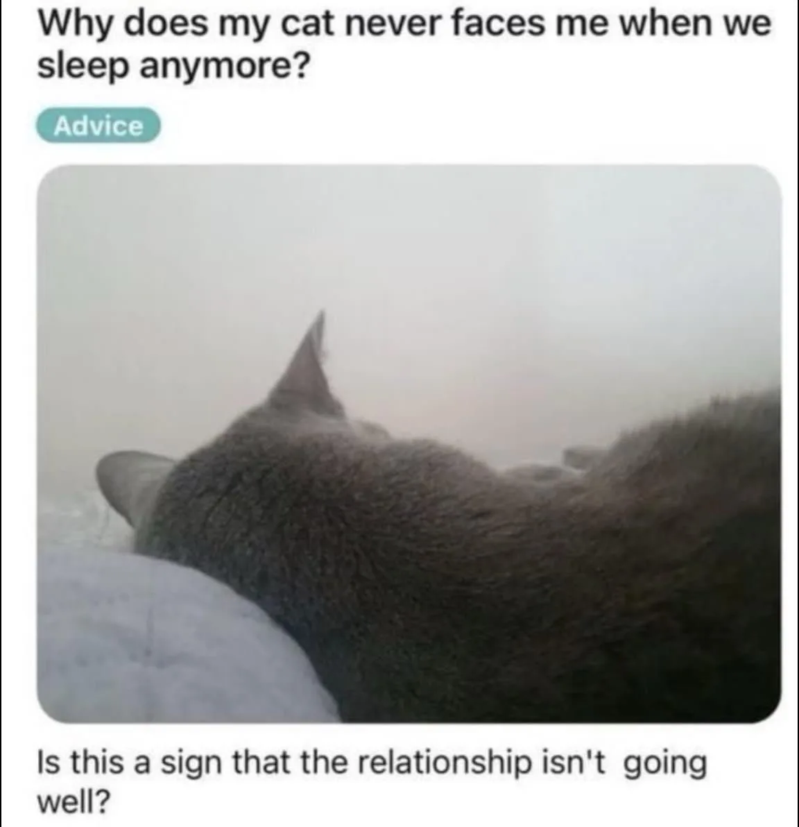 A gray cat is sleeping on its side, curled up on a light-colored blanket, with its back to the viewer. The image is overlaid…