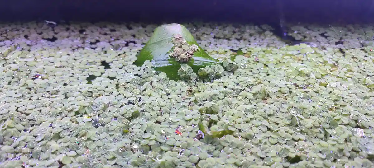 A close-up photo shows a large, green, dome-shaped leaf partially submerged in water, covered with tiny green duckweed-like…