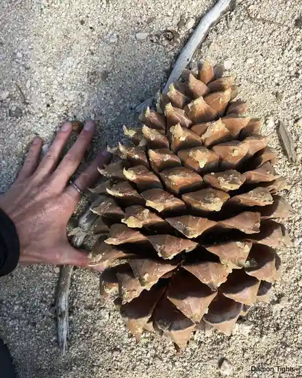 a large, brown pinecone with sticky resin on its scales lies on sandy ground next to a person's hand for scale, showing its…