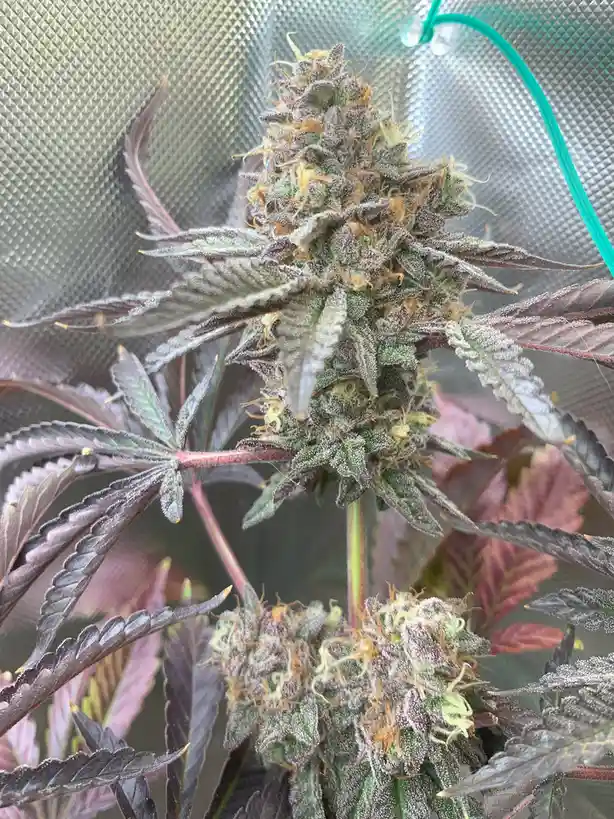 A close-up photo of a mature cannabis plant with large, dense buds covered in trichomes and orange pistils, surrounded by…