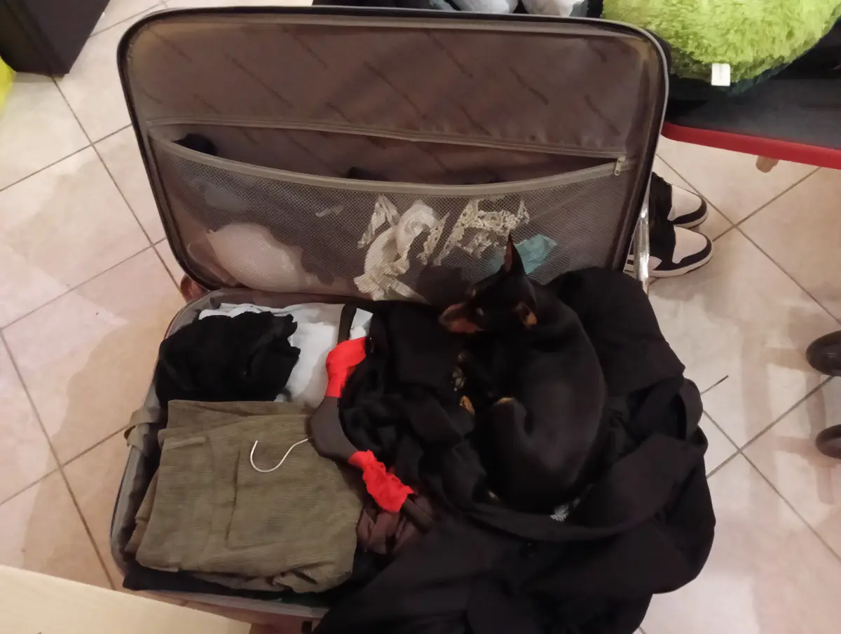 An open suitcase filled with clothes sits on a tiled floor, with a small black dog curled up comfortably inside among the…