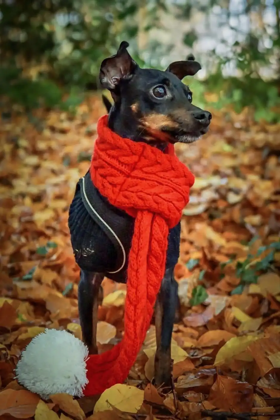 a small black and tan dog stands in a pile of autumn leaves, wearing a thick red knitted scarf and a black sweater with…