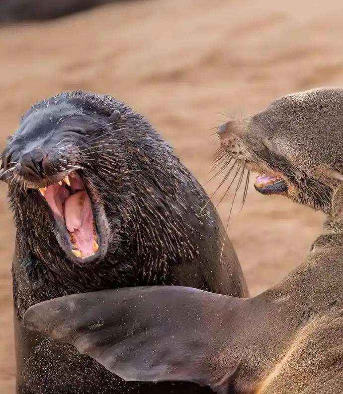Two sea lions are on a sandy beach; one has its mouth wide open in a yawn or roar, while the other looks on with its mouth…