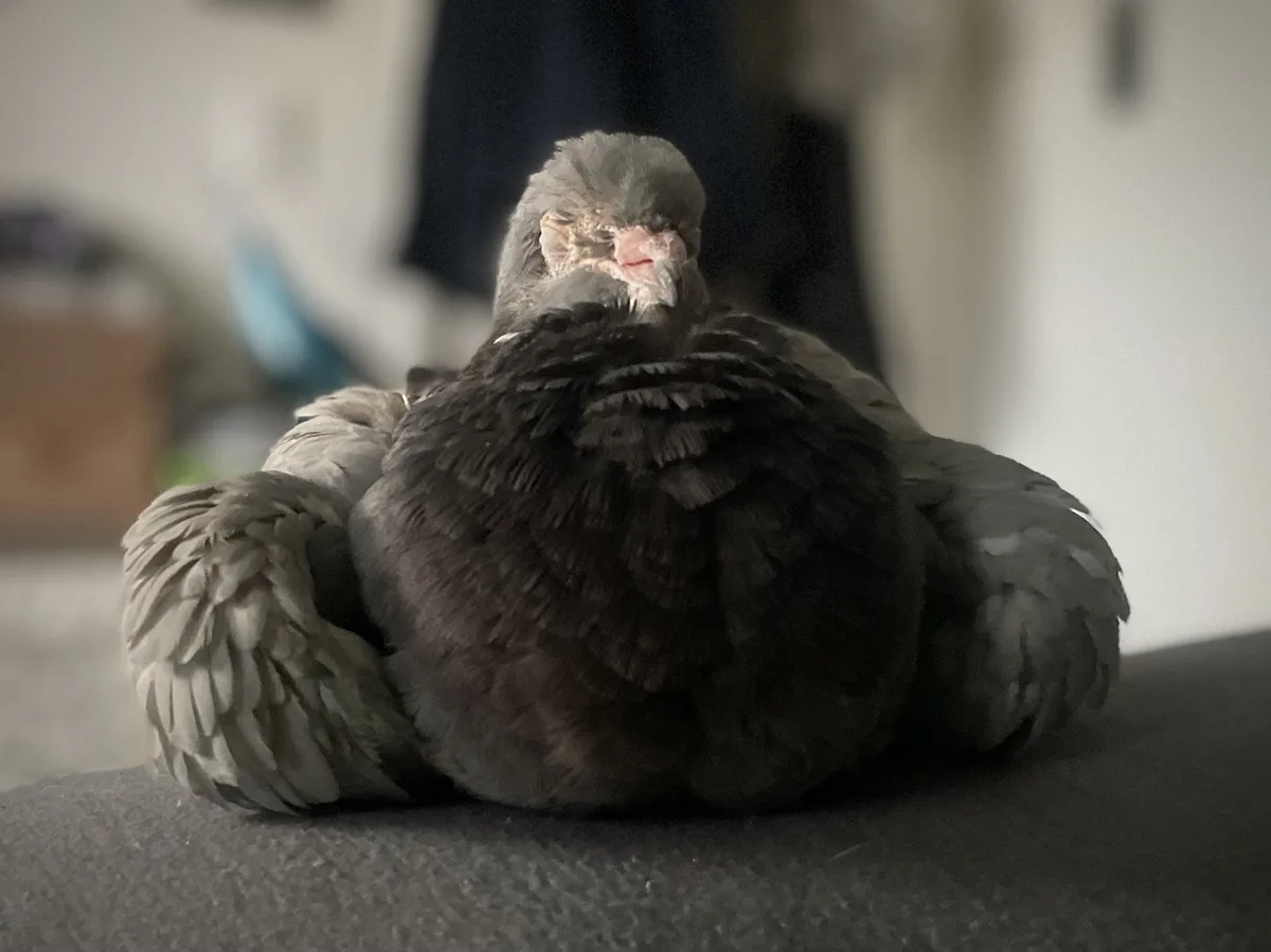 A gray pigeon is curled up in a tight, cozy ball on a dark surface, appearing to be sleeping or resting deeply. Its head is…