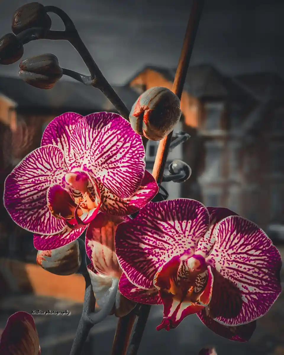 A close-up photograph of vibrant pink and white orchid flowers with intricate patterns, set against a blurred background of…