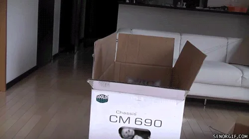 A gray and white cat emerges from a white cardboard box labeled 'Chassis CM 690', looking directly at the camera with wide…