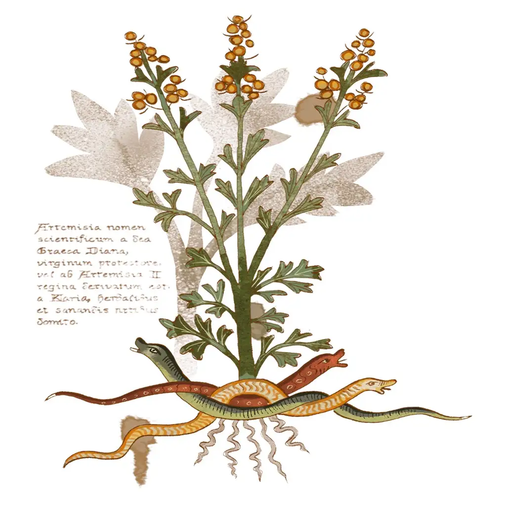 An illustrated plant with orange berries and green leaves, with three snakes coiled around its roots. Latin text on the left…