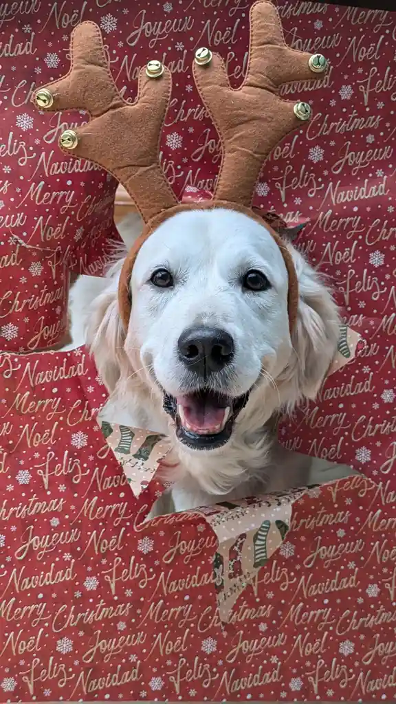 A golden retriever with a happy, open-mouthed expression wears a brown reindeer antler headband with gold bells, peeking out…