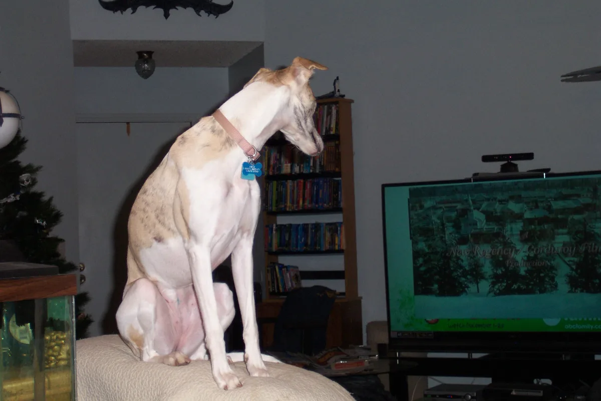 A slender, light-colored dog with a pink collar sits upright on a beige ottoman in a living room, facing a TV that displays…