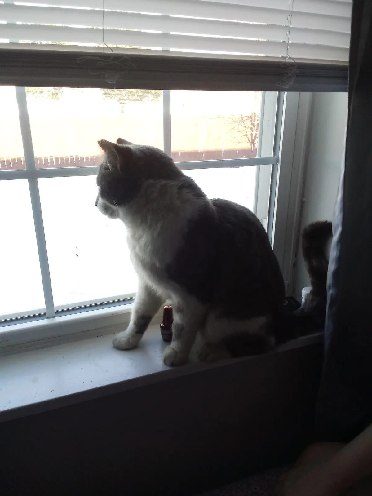 A gray and white cat sits on a windowsill looking out, with a small red bottle beside it. The overlaid text reads 'i'm not a…