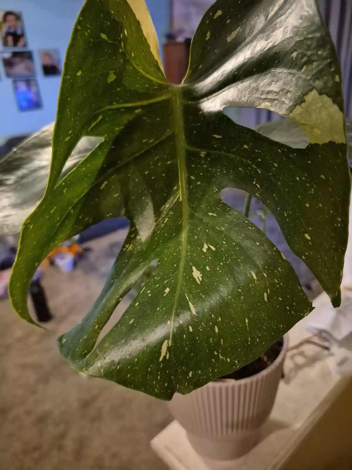 A close-up photo of a large, variegated monstera leaf with green and yellowish-white speckles and splits, growing in a white…