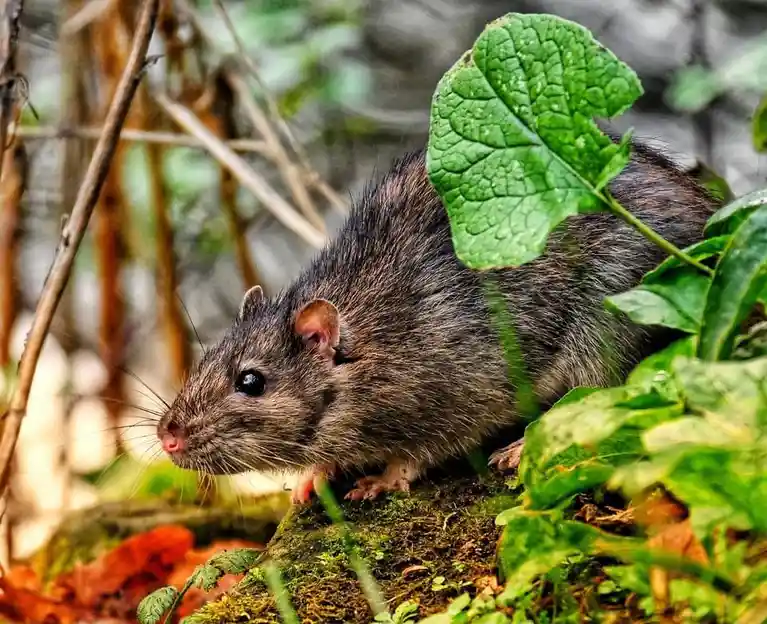 A close-up photograph of a brown rat with dark fur, pink nose, and whiskers, peeking out from behind green leaves and mossy…