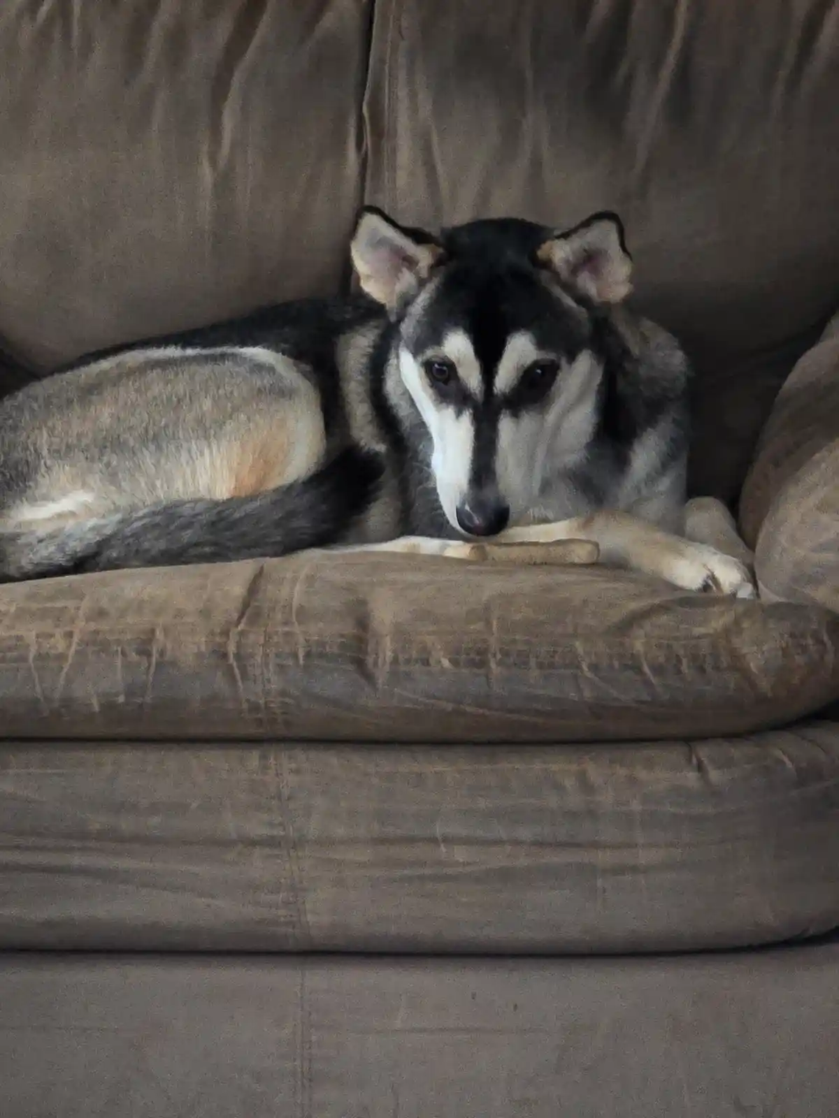A husky-like dog with black, white, and gray fur is lying on a brown couch, looking directly at the camera with a calm…