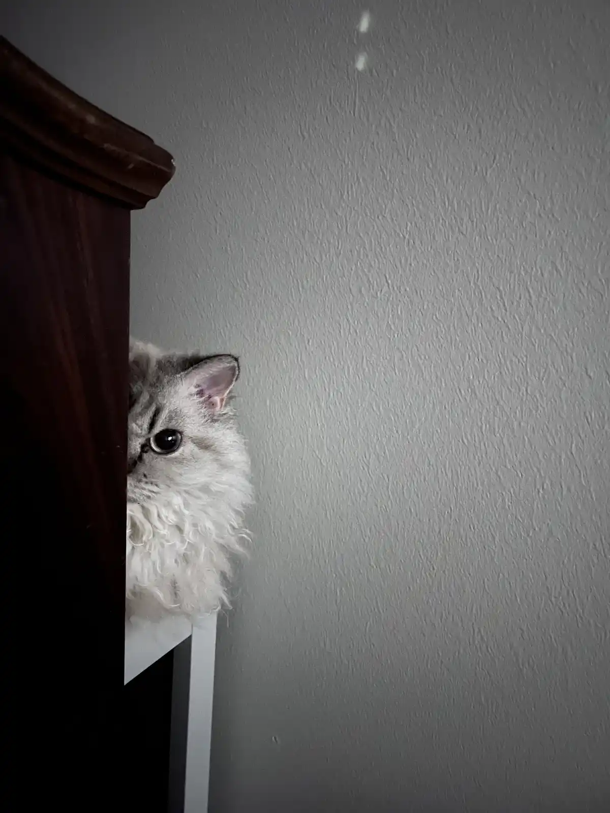 A fluffy, long-haired cat with grey and white fur peeks cautiously from behind a dark wooden piece of furniture against a…