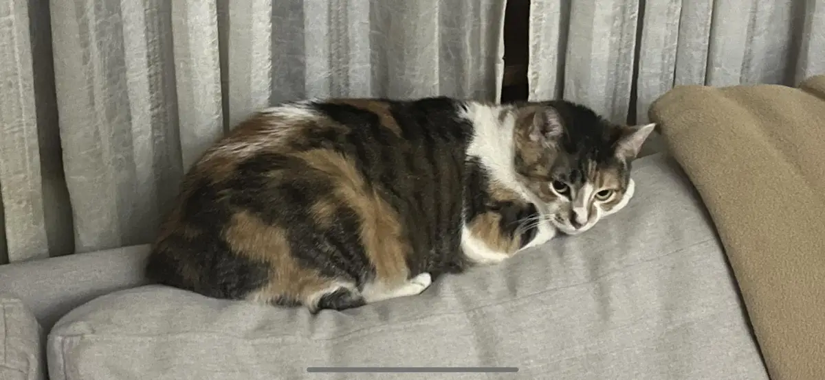 A calico cat with black, orange, and white fur is curled up on a gray couch, looking directly at the camera with a slightly…