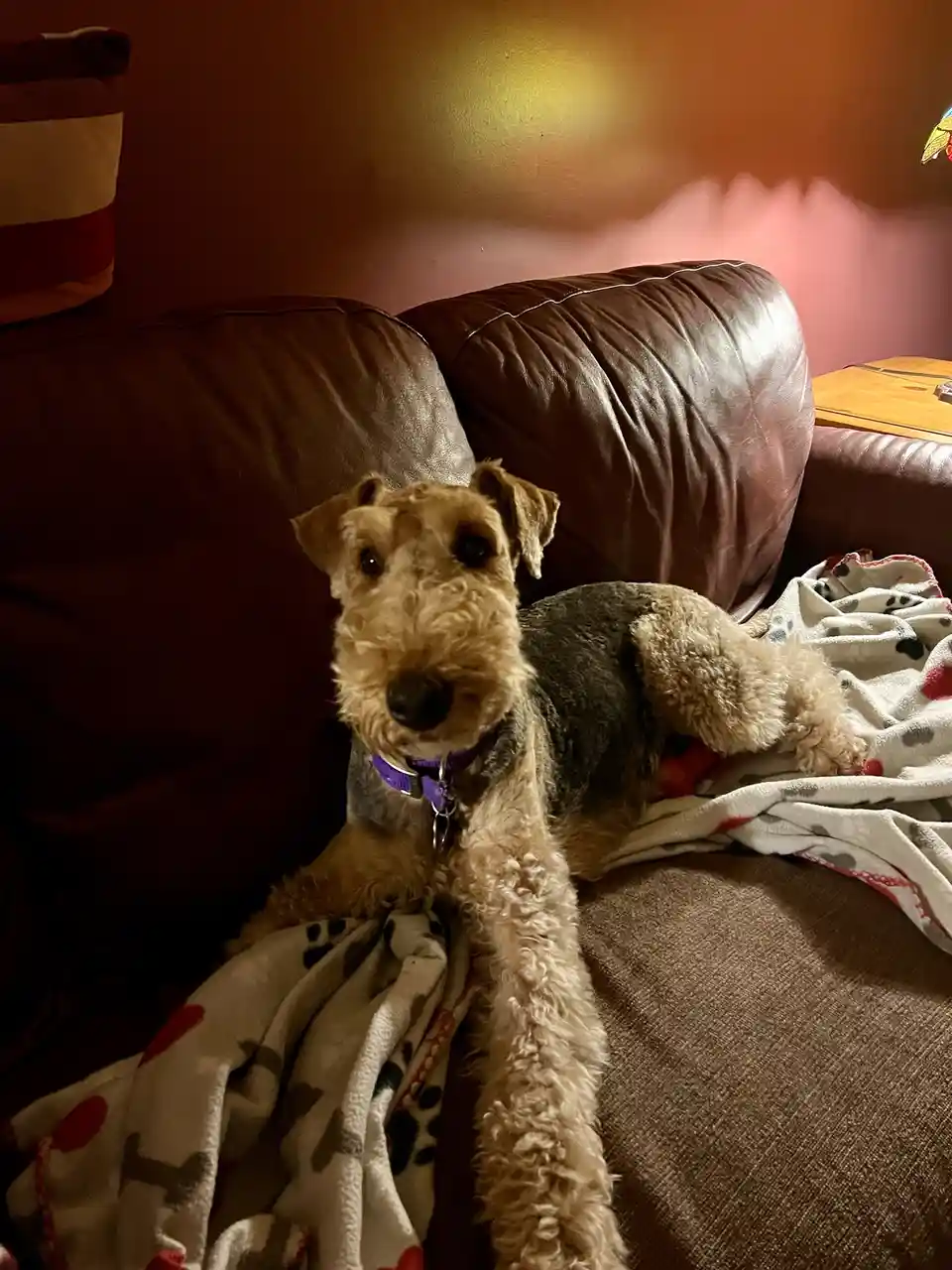 A scruffy, wire-haired dog with a purple collar lies on a brown leather couch, one front paw extended forward, resting on a…
