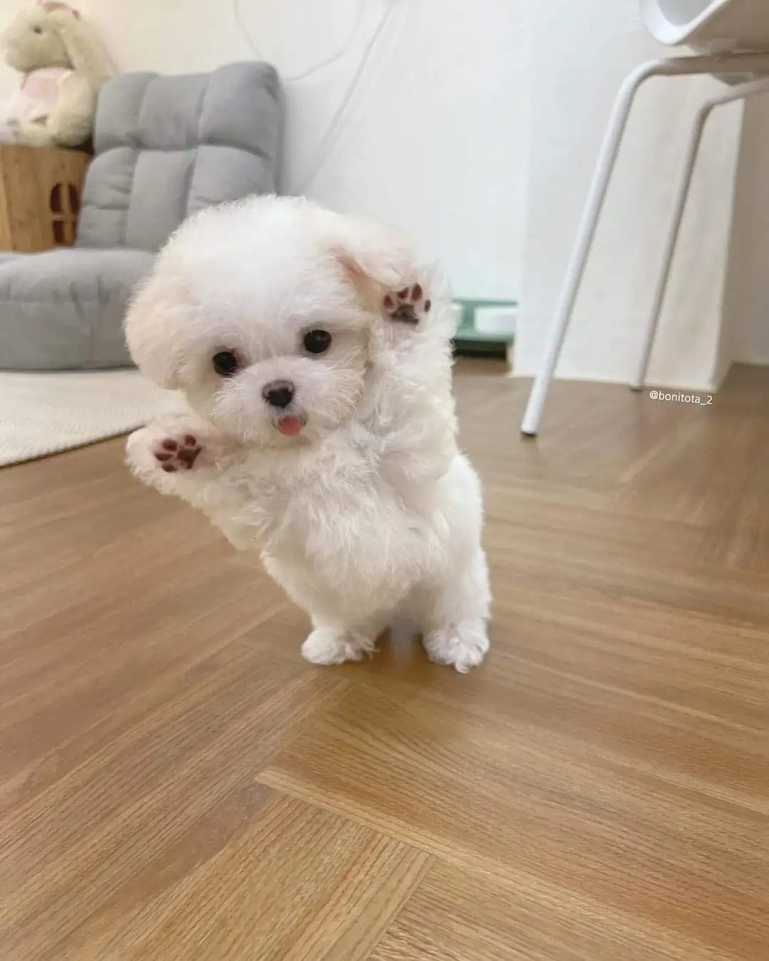A small, fluffy white puppy stands on a wooden floor indoors, raising both front paws as if waving. Its tongue is slightly…
